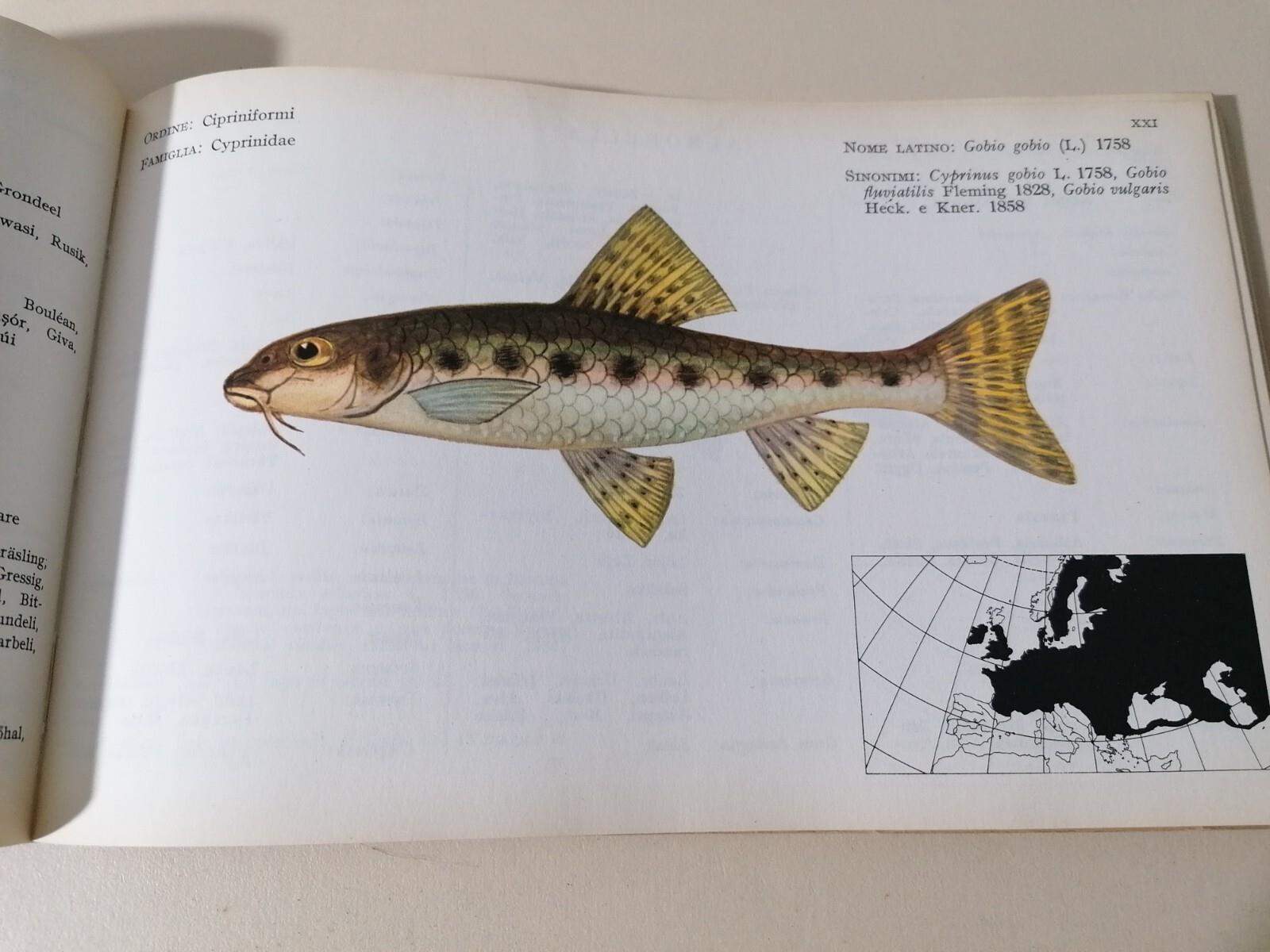 I Pesci Delle Acque Interne D'Italia Libro Giorgio Bini Disegni Caroli Pesca