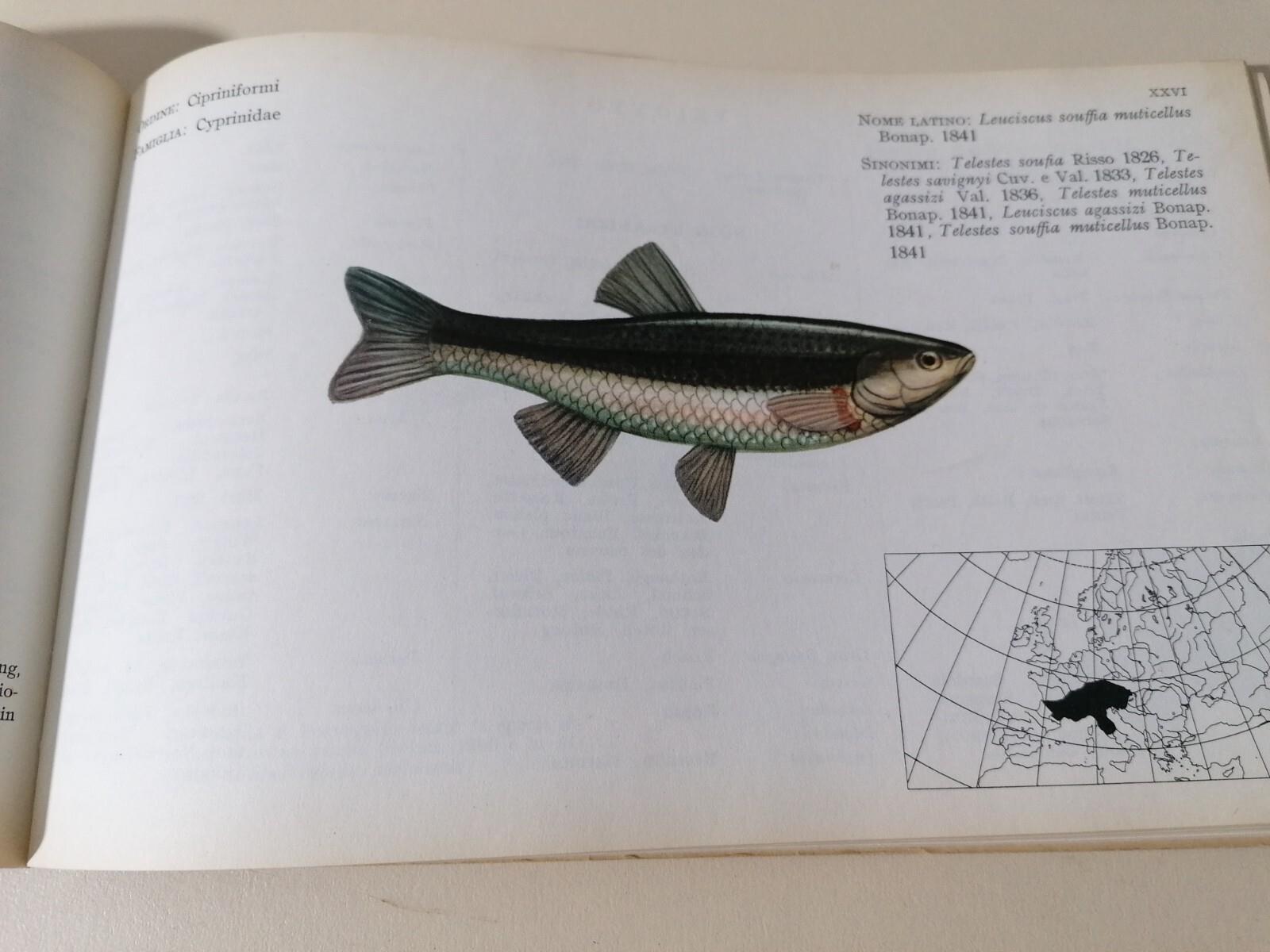 I Pesci Delle Acque Interne D'Italia Libro Giorgio Bini Disegni Caroli Pesca