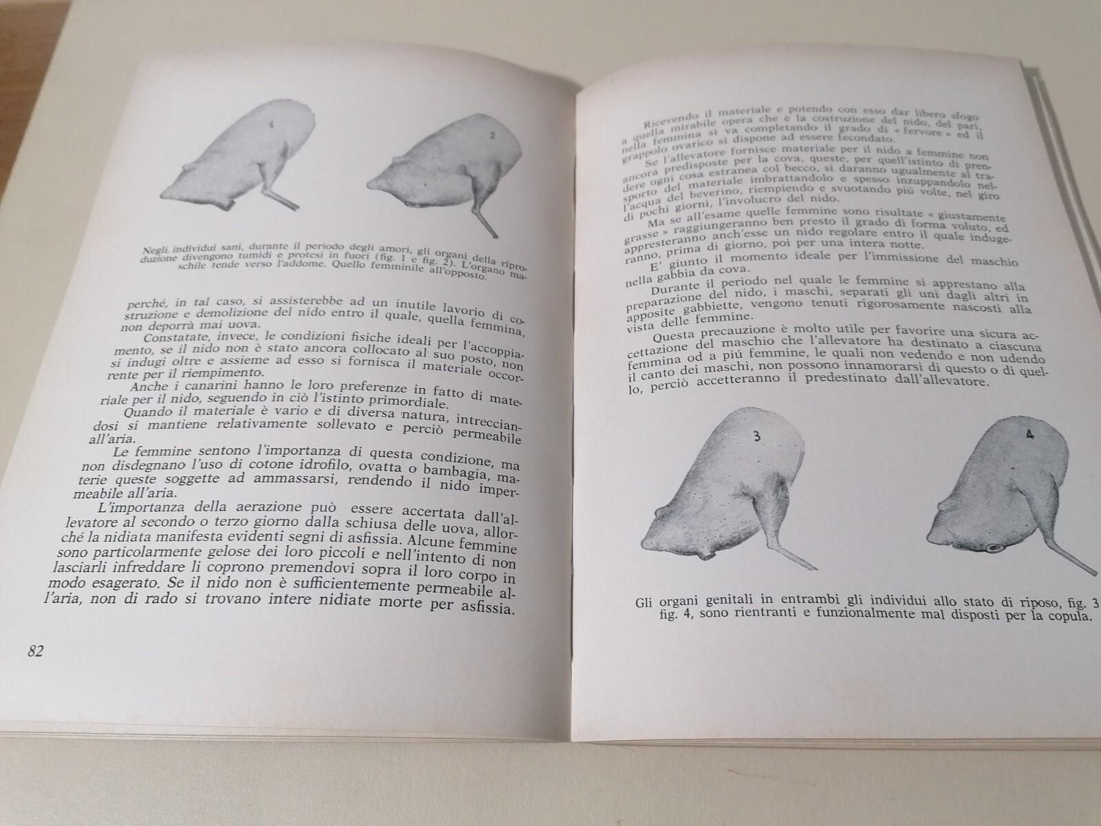 I Canarini - Giuseppe Vaccari, Libro Encia 1974 Serinus Canarius Illustrato