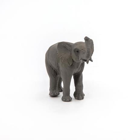 Giovane elefante - 4