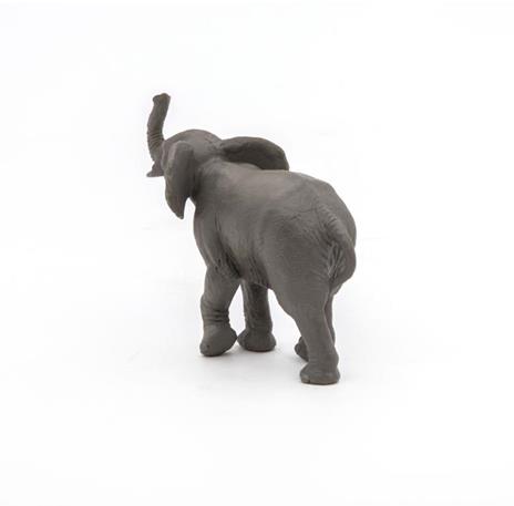 Giovane elefante - 9