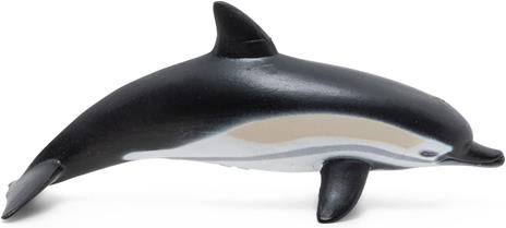 Delfino comune - 2