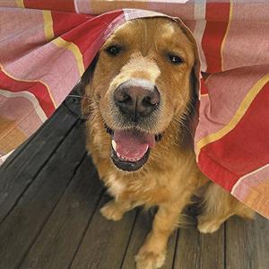 Mouche - CD Audio di It It Anita