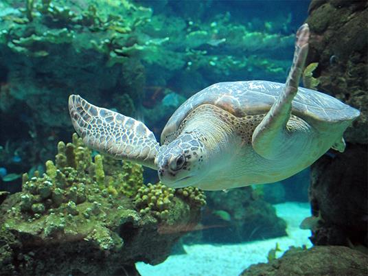 SMARTBOX - Visita all'Acquario e alla Lanterna di Genova - Cofanetto regalo - 3