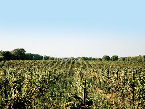 SMARTBOX - 3 pregiate bottiglie di vino selezionate dalla cantina Tormaresca con consegna a domicilio - Cofanetto regalo - 7