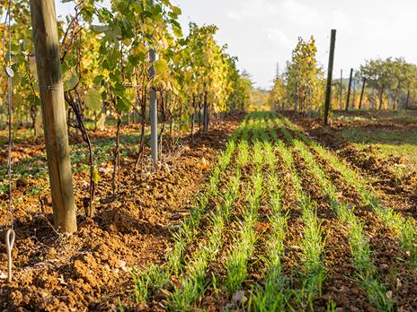 SMARTBOX - I sapori di Montepulciano: 1 notte con colazione e degustazione di vino con formaggi tipici - Cofanetto regalo - 7