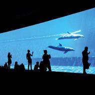SMARTBOX - Le meraviglie del mondo sommerso: visita all'Acquario di Genova con pranzo incluso per 2 - Cofanetto regalo