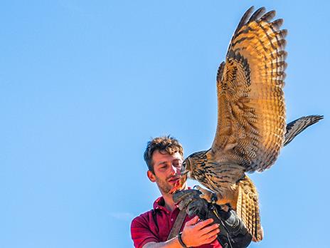 SMARTBOX - Esperienza di falconeria con spettacolo e visita ai rapaci a Cividale del Friuli - Cofanetto regalo - 6