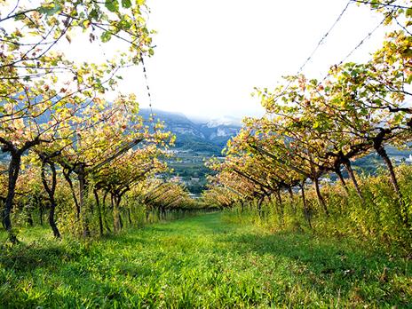 SMARTBOX - Spedizione di 3 pregiate Grappe del Trentino a domicilio con Trentiner - Cofanetto regalo - 4
