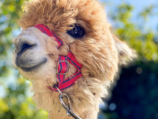SMARTBOX - Visita agli alpaca in famiglia: picnic e souvenir per 2 adulti e 1 bambino - Cofanetto regalo - 2