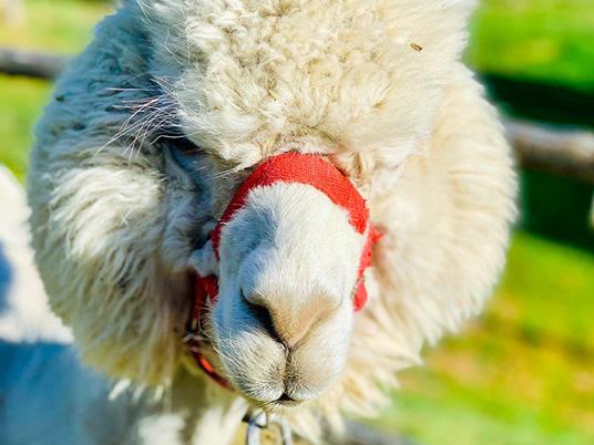 SMARTBOX - Visita agli alpaca in famiglia: picnic e souvenir per 2 adulti e 1 bambino - Cofanetto regalo - 7