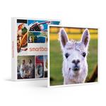 SMARTBOX - Passeggiata con gli alpaca in famiglia: visita all'allevamento per 2 adulti e 1 bambino - Cofanetto regalo