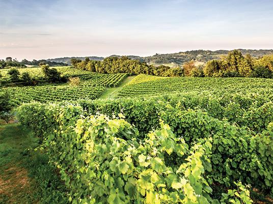 SMARTBOX - Magia in B&B: 1 notte con degustazione di vini in Italia - Cofanetto regalo - 2
