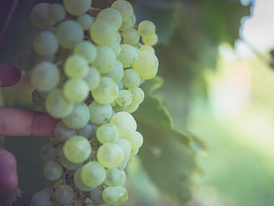 SMARTBOX - Magia in B&B: 1 notte con degustazione di vini in Italia - Cofanetto regalo - 8