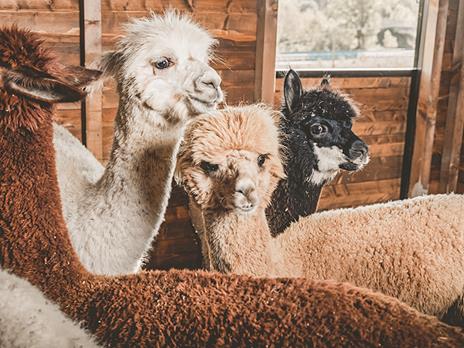 SMARTBOX - Slow trekking con alpaca nelle campagne sienesi per 2 adulti - Cofanetto regalo - 4