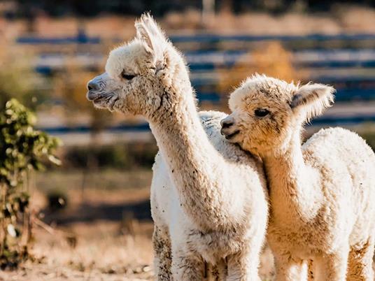 SMARTBOX - A spasso con gli alpaca: slow trekking in una fattoria per 2 adulti e 1 bambino - Cofanetto regalo - 3