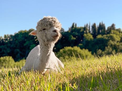 SMARTBOX - Passeggiata con gli alpaca e gita alla fattoria per tutta la famiglia - Cofanetto regalo - 3