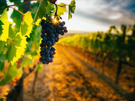 SMARTBOX - Natale da sorseggiare: poetici soggiorni con degustazione vini - Cofanetto regalo - 4