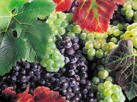 SMARTBOX - Degustazione di vini siculi, visita alla cantina e 2 bottiglie omaggio - Cofanetto regalo - 3