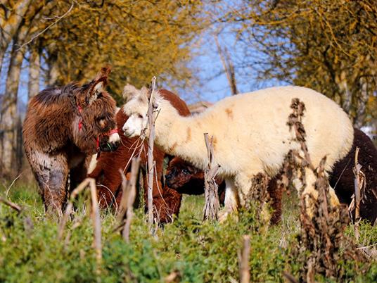 SMARTBOX - Una giornata con gli alpaca: visita guidata in fattoria a Siena per 2 - Cofanetto regalo - 3