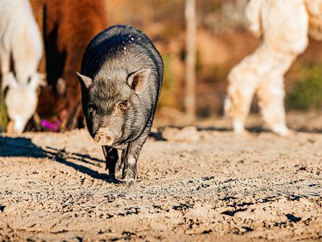 SMARTBOX - Una giornata con gli alpaca: visita guidata in fattoria a Siena per 2 - Cofanetto regalo - 4