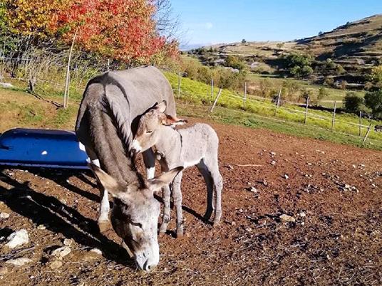 SMARTBOX - Emozionante trekking con gli asini a Rocca Calascio e light lunch per 3 persone - Cofanetto regalo - 3