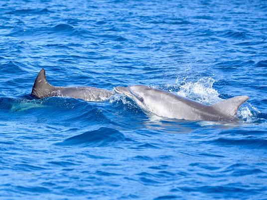 SMARTBOX - Alla ricerca dei delfini in Sardegna con unescursione in gommone per 2 - Cofanetto regalo - 3