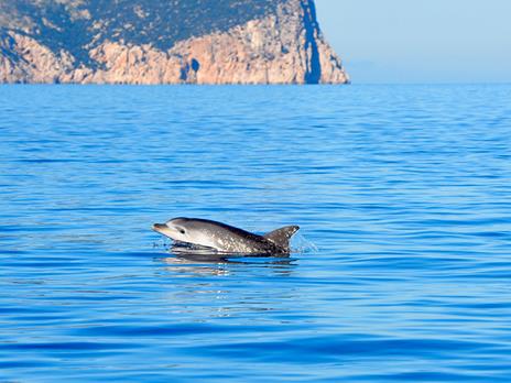 SMARTBOX - In Sardegna sulla scia dei delfini: escursione in gommone per 2 adulti e 2 bambini - Cofanetto regalo - 2