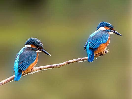 SMARTBOX - Gita in barca sul lago e visita guidata all’Oasi WWF di Alviano per 2 - Cofanetto regalo - 2