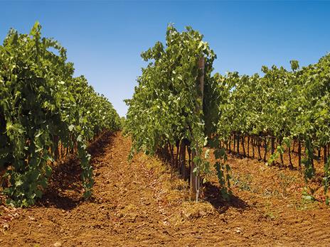 SMARTBOX - Alla scoperta dei vini italiani: 2 notti con degustazione e visita cantina o vigneti - Cofanetto regalo - 2