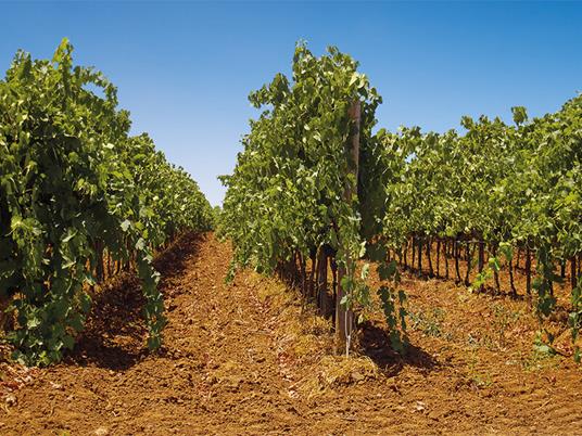 SMARTBOX - Alla scoperta dei vini italiani: 2 notti con degustazione e visita cantina o vigneti - Cofanetto regalo - 2