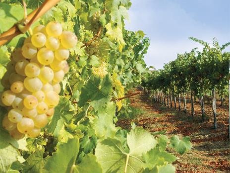 SMARTBOX - Delizioso aperitivo tra i vigneti in Lombardia con visita guidata alla cantina - Cofanetto regalo - 4