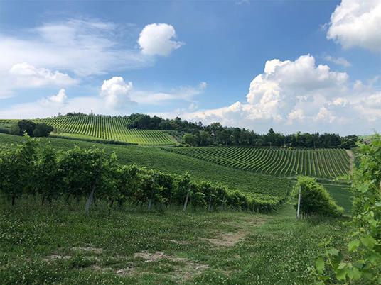 SMARTBOX - Tour in Buggy tra i vigneti del Piemonte con visita alla cantina e degustazione di 4 vini - Cofanetto regalo - 3