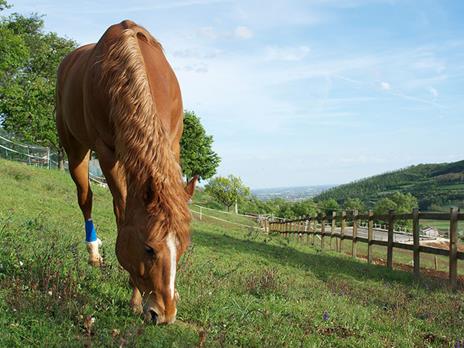 SMARTBOX - Passeggiata a cavallo - Cofanetto regalo - 3