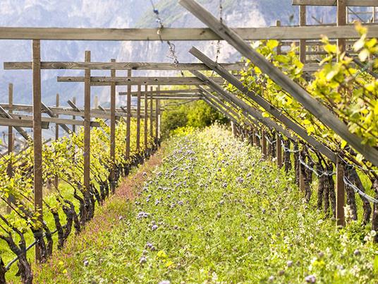 SMARTBOX - Degustazione di vini in Toscana per due - Cofanetto regalo - 3