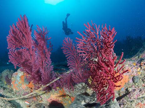 SMARTBOX - Emozioni in mare: 1 lezione di immersione subacquea per te - Cofanetto regalo - 9