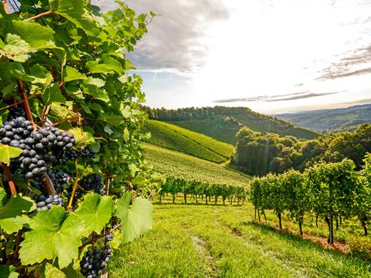 SMARTBOX Soggiorno alla scoperta del vino Cofanetto regalo 1 o 2 notti per 2 persone con visita alla cantina o ai vigneti - 5