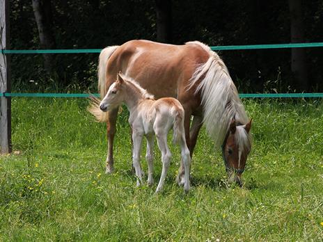 SMARTBOX - Fuga di 2 giorni con passeggiata a cavallo - Cofanetto regalo - 5