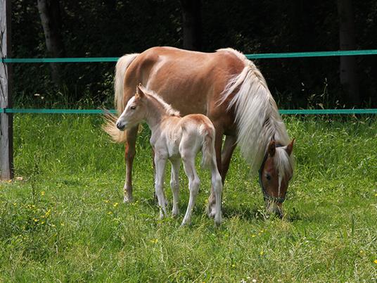 SMARTBOX - Fuga di 2 giorni con passeggiata a cavallo - Cofanetto regalo - 5