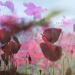 In the Afternoon