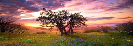 Puzzle 2000 pz Panorama - Oak Tree, AvH