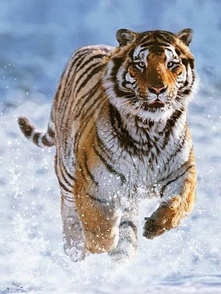 Ravensburger - Puzzle Tigre sulla Neve, 500 Pezzi, Puzzle Adulti