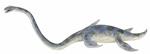 Museum. Elasmosaurus Museum Line