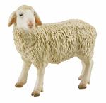 Fattoria. Sheep