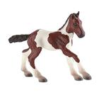 Cavalli. Paint Horse Foal