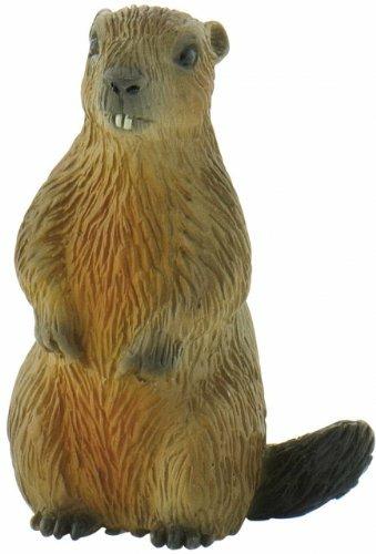 Bosco. Marmot