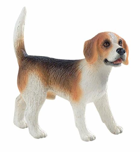 Cani. Beagle Henry - 3