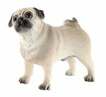 Cani. Pug Percy