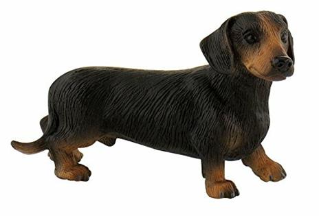 Cani. Short. Haired Dachshund Apollo