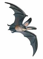 Pippistrelli. Young Bat